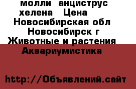молли, анциструс, хелена › Цена ­ 20 - Новосибирская обл., Новосибирск г. Животные и растения » Аквариумистика   
